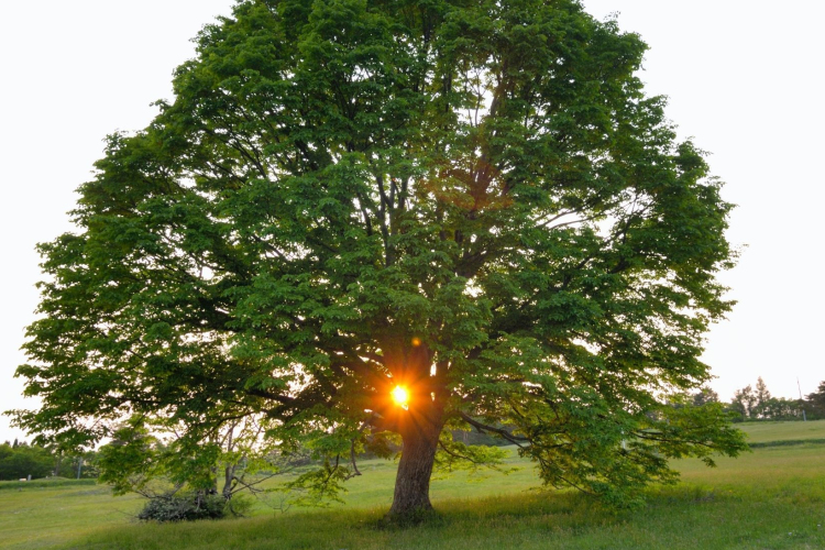 November végéig lehet szavazni az Év fájára