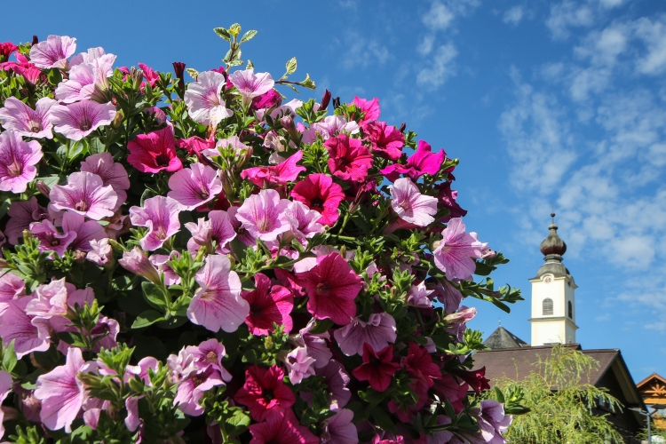 Idén is meghirdetik a Virágos Magyarország versenyt