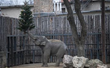 Így ünnepelnek a Fővárosi Állat- és Növénykert lakói