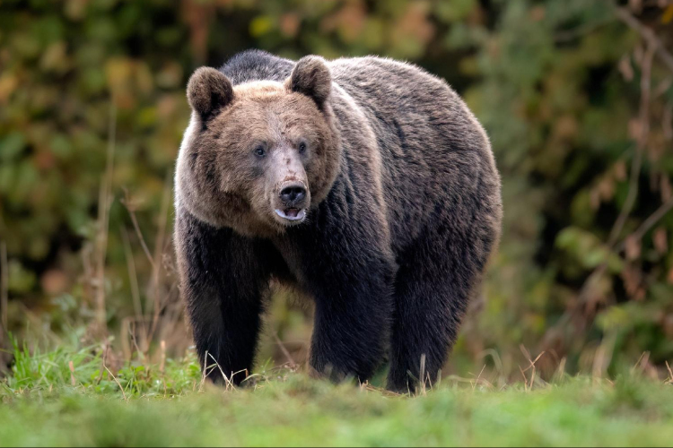 Emberre támadt egy medve az erdélyi Beszterce-Naszód megyében