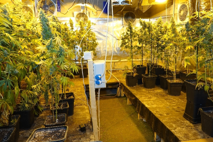 Komplett ültetvényt találtak az egyetemista dílernél