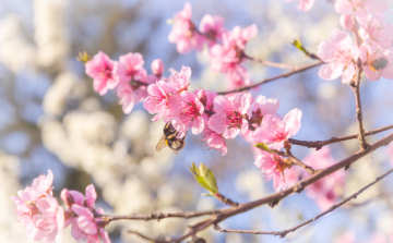 Agrometeorológia: optimálisan fejlődhetnek az őszi vetések, de fagy veszélyezteti a gyümölcsfákat